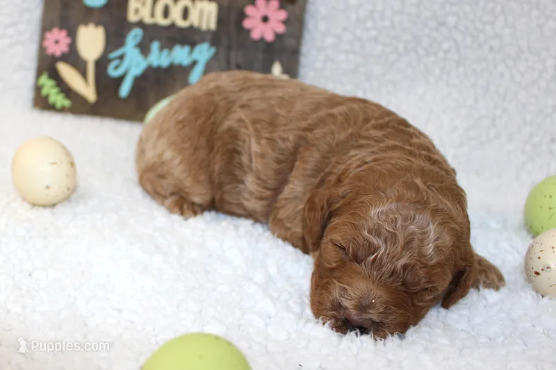 Reed – Poodle - Miniature  puppy for sale in Stokesdale, NC
