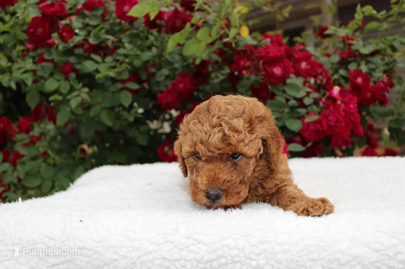Reed- AKC Mini Poodle in NC – Poodle - Miniature  puppy for sale in Stokesdale, NC