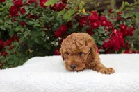 Reed- AKC Mini Poodle in NC, a male Poodle - Miniature  for sale in Stokesdale, NC – 1 of 2