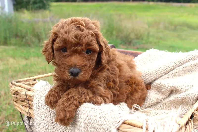 Teddy- Male AKC Mini Poodle- Stokesdale, NC – Poodle - Miniature  puppy for sale in Stokesdale, NC