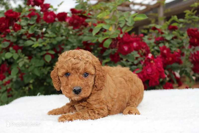 Lilly- AKC Mini Poodle in NC – Poodle - Miniature  puppy for sale in Stokesdale, NC