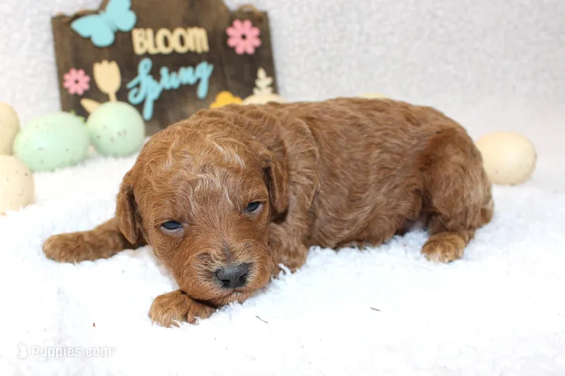 Lilly – Poodle - Miniature  puppy for sale in Stokesdale, NC