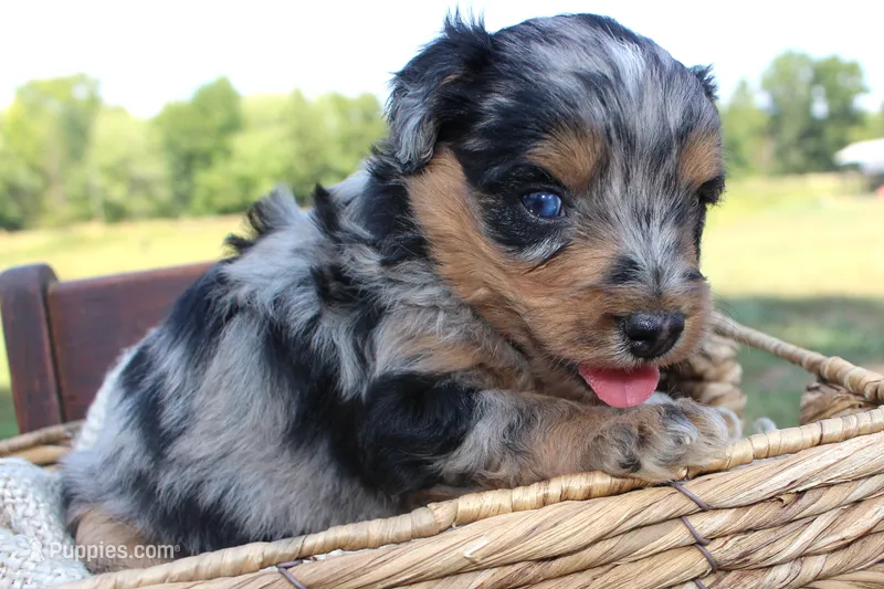 Zion- CKC- F1 Mini AussieDoodle- Stokesdale, NC – Miniature Aussiedoodle puppy for sale in Stokesdale, NC