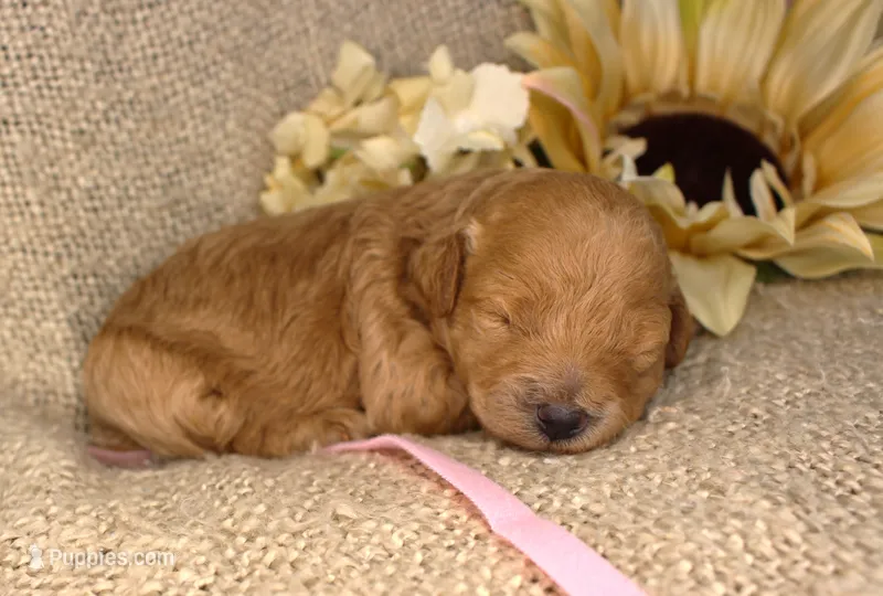 Honey- Female- AKC Mini Poodle- Stokesdale, NC – Poodle - Miniature  puppy for sale in Stokesdale, NC