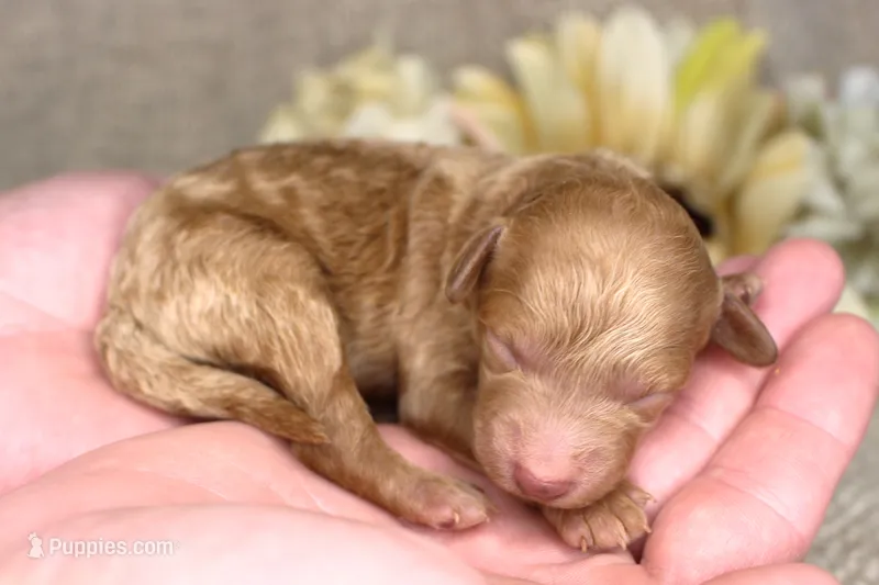 Gilly- AKC Female Mini Poodle- Stokesdale, NC – Poodle - Miniature  puppy for sale in Stokesdale, NC