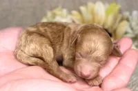 Gilly- AKC Female Mini Poodle- Stokesdale, NC, a female Poodle - Miniature  for sale in Stokesdale, NC – 1 of 3