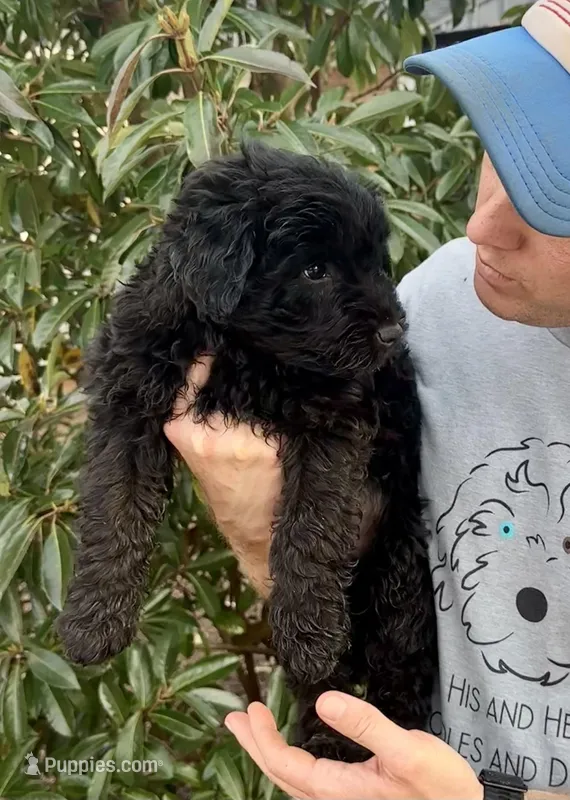 Amour – Miniature Aussiedoodle puppy for sale in Stokesdale, NC
