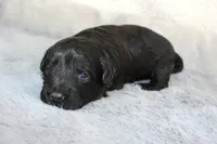 processed/d2b6a703-2fb0-4ffa-a22d-67eef44a2ca2/listing/77979df3-6408-4568-88f6-f96d446f1041/cf2484ed-cc40-4cbd-bcd6-fe79005187a0