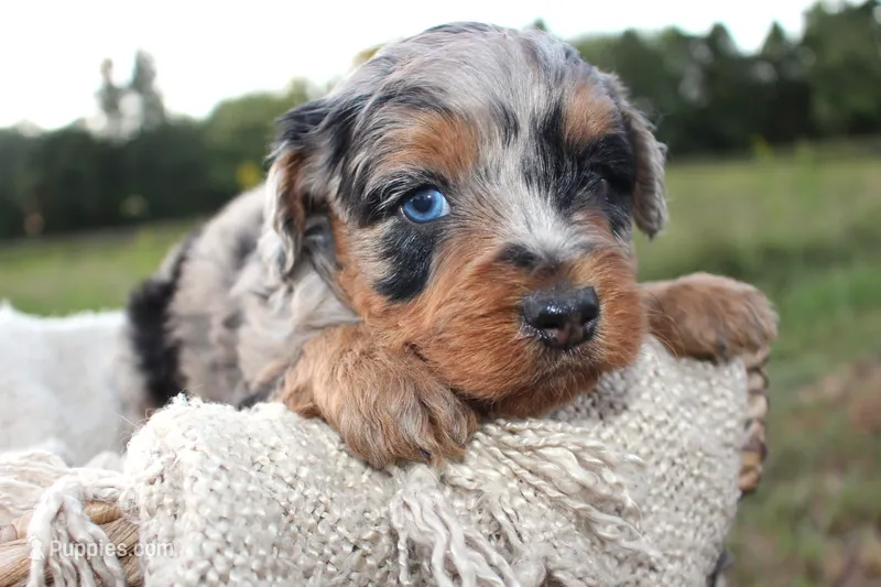 Denali- CKC- F1 Mini AussieDoodle- Stokesdale, NC – Miniature Aussiedoodle puppy on hold in Stokesdale, NC