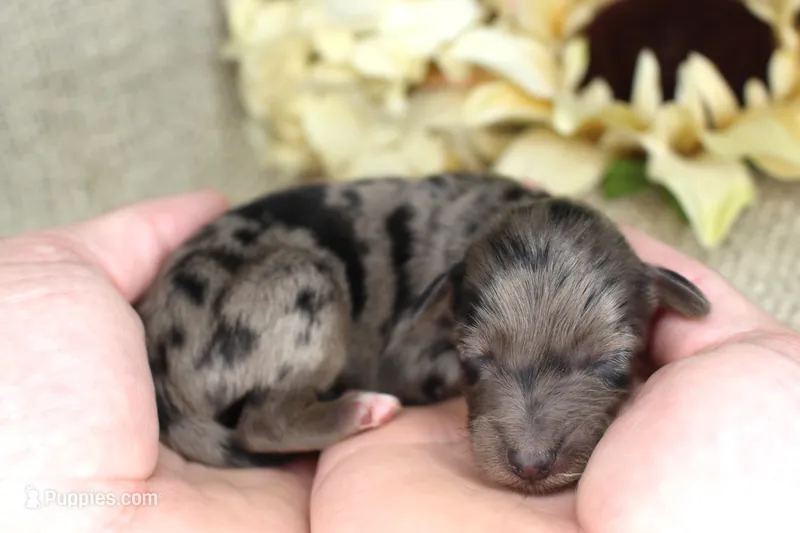 Aspen- CKC- F1 Mini AussieDoodle- Stokesdale, NC – Miniature Aussiedoodle puppy for sale in Stokesdale, NC