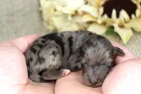 Aspen- CKC- F1 Mini AussieDoodle- Stokesdale, NC, a male Miniature Aussiedoodle for sale in Stokesdale, NC – 1 of 4