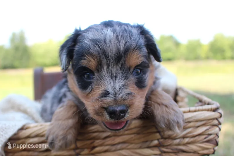 Boone- CKC- F1 Mini AussieDoodle- Stokesdale, NC – Miniature Aussiedoodle puppy for sale in Stokesdale, NC