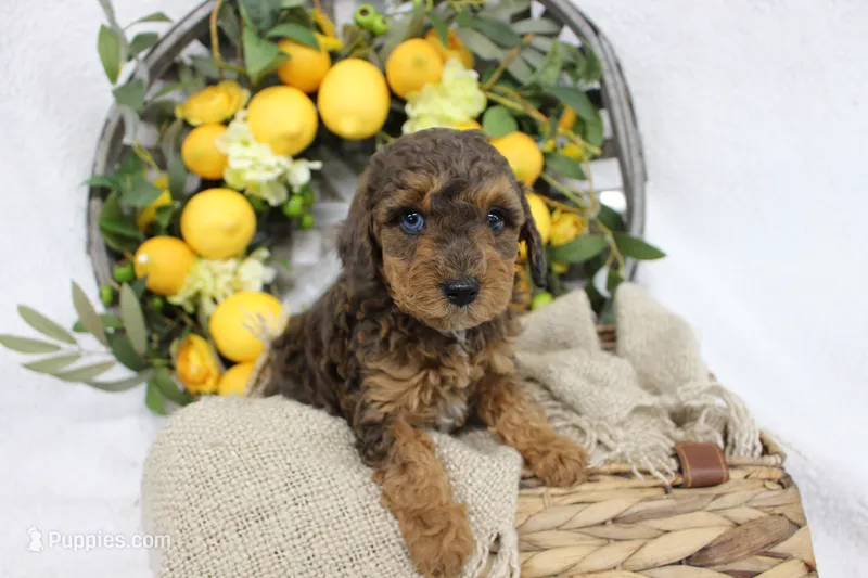 Birdie- F1B Mini AussieDoodle Girl in NC- Red Merle Phantom – Miniature Aussiedoodle puppy for sale in Stokesdale, NC