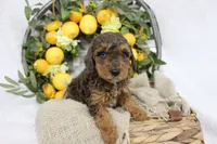 Birdie- F1B Mini AussieDoodle Girl in NC- Red Merle Phantom, a female Miniature Aussiedoodle for sale in Stokesdale, NC – 1 of 6