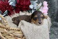 Birdie- F1B Mini AussieDoodle Girl in NC- Red Merle Phantom, a female Miniature Aussiedoodle for sale in Stokesdale, NC – 2 of 4