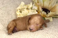 Jack- Male- AKC Mini Poodle- Stokesdale, NC, a male Poodle - Miniature  for sale in Stokesdale, NC – 1 of 3