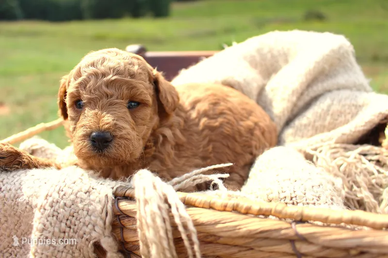 Ember- Female- AKC Mini Poodle- Stokesdale, NC – Poodle - Miniature  puppy for sale in Stokesdale, NC