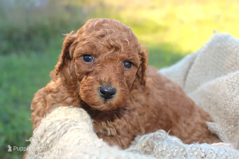 Kylie- AKC Female Mini Poodle- Stokesdale, NC – Poodle - Miniature  puppy for sale in Stokesdale, NC