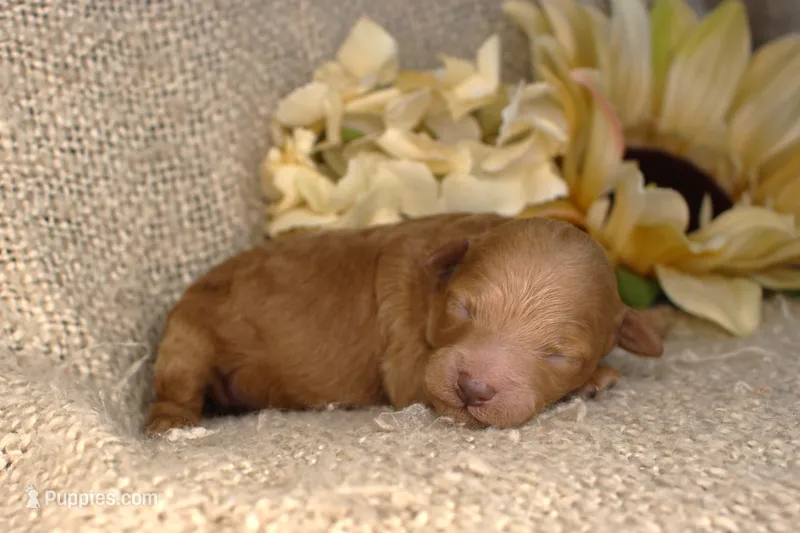 Ember- Female- AKC Mini Poodle- Stokesdale, NC – Poodle - Miniature  puppy for sale in Stokesdale, NC