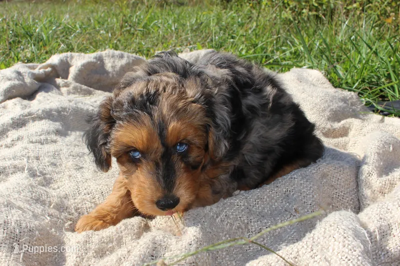 Bryce- CKC- F1 Mini AussieDoodle- Stokesdale, NC – Miniature Aussiedoodle puppy for sale in Stokesdale, NC