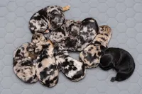 Sierra- CKC- F1 Mini AussieDoodle- Stokesdale, NC, a female Miniature Aussiedoodle for sale in Stokesdale, NC – 2 of 4