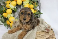 Birdie- F1B Mini AussieDoodle Girl in NC- Red Merle Phantom, a female Miniature Aussiedoodle for sale in Stokesdale, NC – 2 of 6