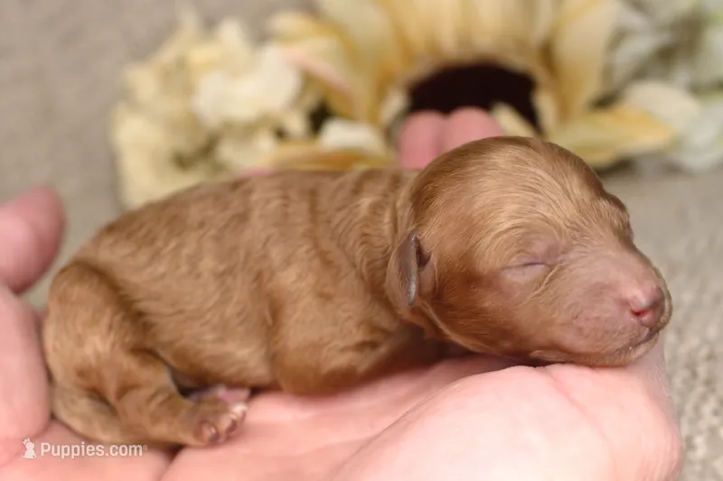 Kylie- AKC Female Mini Poodle- Stokesdale, NC – Poodle - Miniature  puppy for sale in Stokesdale, NC