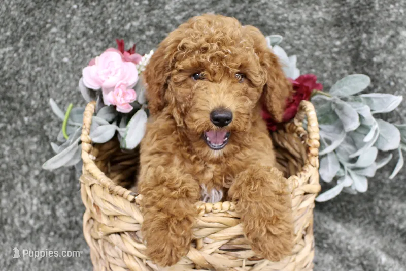 Reed- AKC Mini Poodle in NC – Poodle - Miniature  puppy for sale in Stokesdale, NC