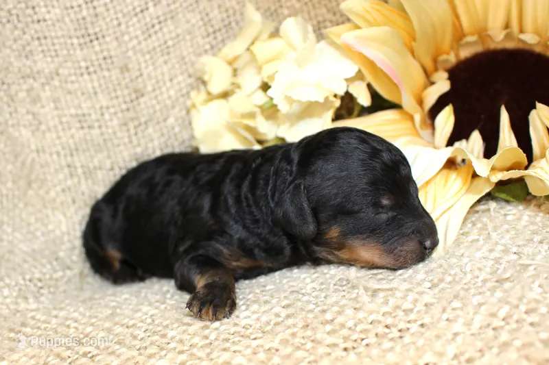 Salem- Male- AKC Mini Poodle- Stokesdale, NC – Poodle - Miniature  puppy for sale in Stokesdale, NC