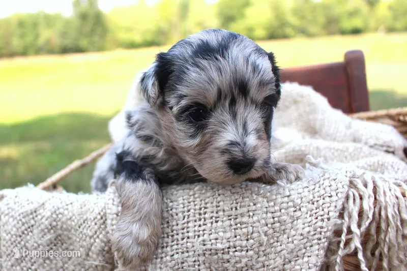 Sierra- CKC- F1 Mini AussieDoodle- Stokesdale, NC – Miniature Aussiedoodle puppy for sale in Stokesdale, NC