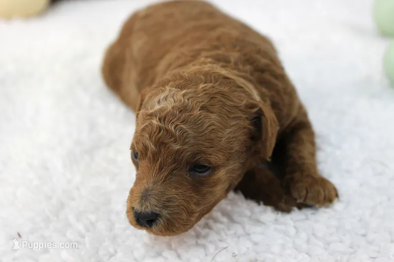 Ash – Poodle - Miniature  puppy for sale in Stokesdale, NC