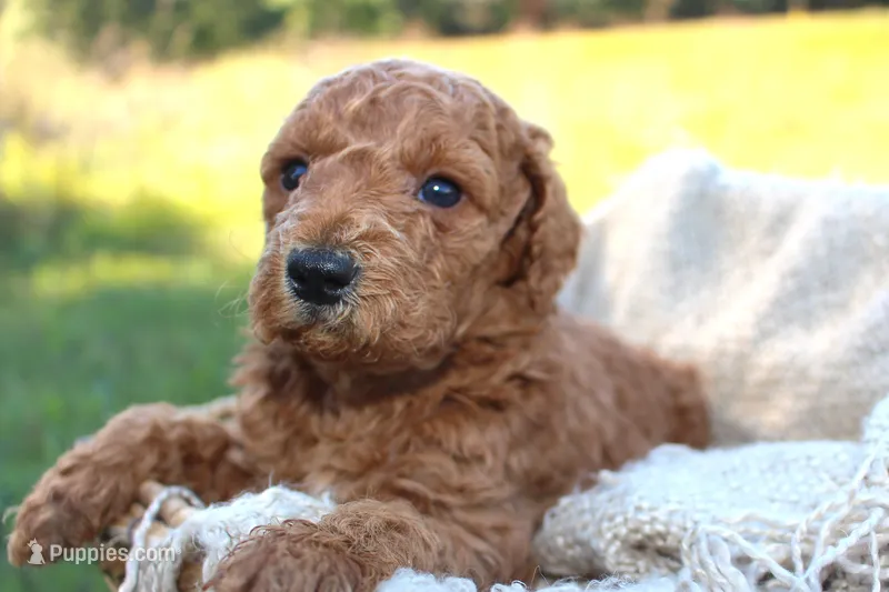 Sally- AKC Female Mini Poodle-  Stokesdale, NC – Poodle - Miniature  puppy for sale in Stokesdale, NC