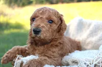 Sally- AKC Female Mini Poodle-  Stokesdale, NC, a female Poodle - Miniature  for sale in Stokesdale, NC – 1 of 4