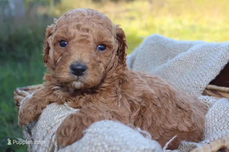 Michael- AKC Male Mini Poodle- Stokesdale, NC – Poodle - Miniature  puppy for sale in Stokesdale, NC