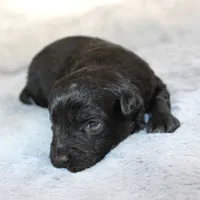 Beau, a male Miniature Aussiedoodle for sale in Stokesdale, NC – Photo 3 of 3