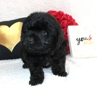 Beau, a male Miniature Aussiedoodle for sale in Stokesdale, NC – Photo 2 of 3