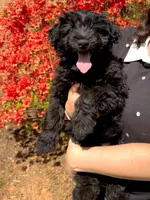 Beau- CKC F1 Mini AussieDoodle in NC, a male Miniature Aussiedoodle for sale in Stokesdale, NC – Photo 2 of 5