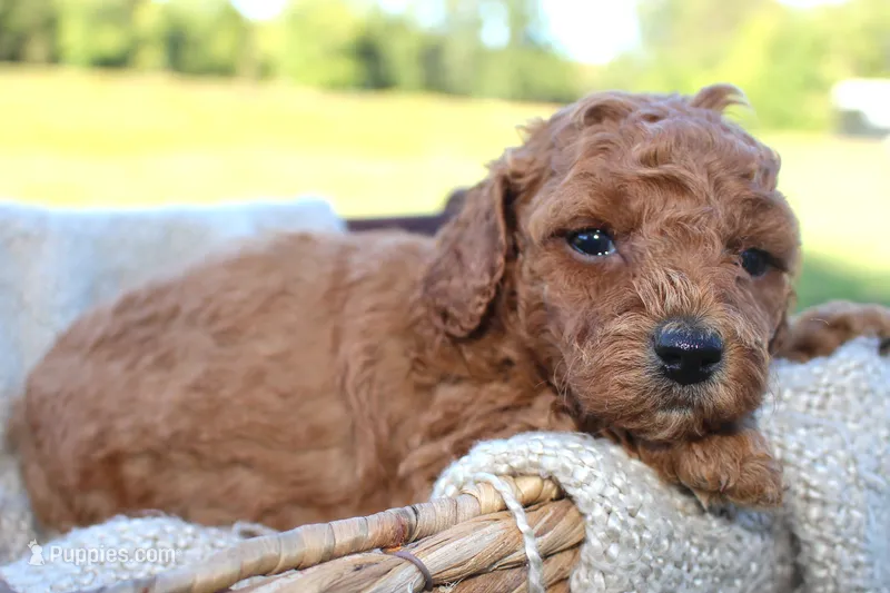 Antonia- AKC Female Mini Poodle- Stokesdale, NC – Poodle - Miniature  puppy for sale in Stokesdale, NC