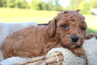 Antonia- AKC Female Mini Poodle- Stokesdale, NC, a female Poodle - Miniature  for sale in Stokesdale, NC – 1 of 4