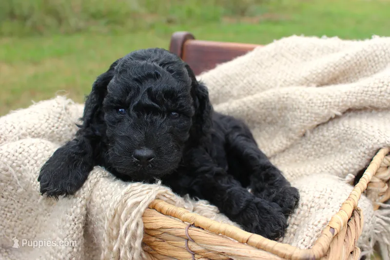 Binx- Male- AKC Mini Poodle- Stokesdale, NC – Poodle - Miniature  puppy for sale in Stokesdale, NC