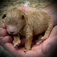Havarti, a female Poodle - Miniature  for sale in Stokesdale, NC – Photo 2 of 2