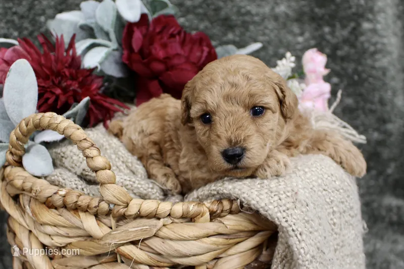 Winnie- AKC Mini Poodle- Girl- NC – Poodle - Miniature  puppy for sale in Stokesdale, NC