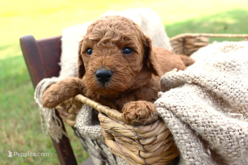 Jack- Male- AKC Mini Poodle- Stokesdale, NC – Poodle - Miniature  puppy for sale in Stokesdale, NC