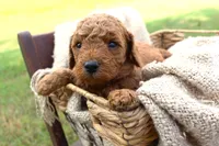 Jack- Male- AKC Mini Poodle- Stokesdale, NC, a male Poodle - Miniature  for sale in Stokesdale, NC – 1 of 4