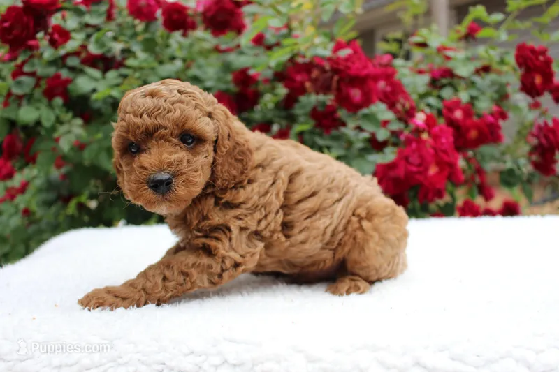 Basil- AKC Mini Poodle in NC – Poodle - Miniature  puppy for sale in Stokesdale, NC
