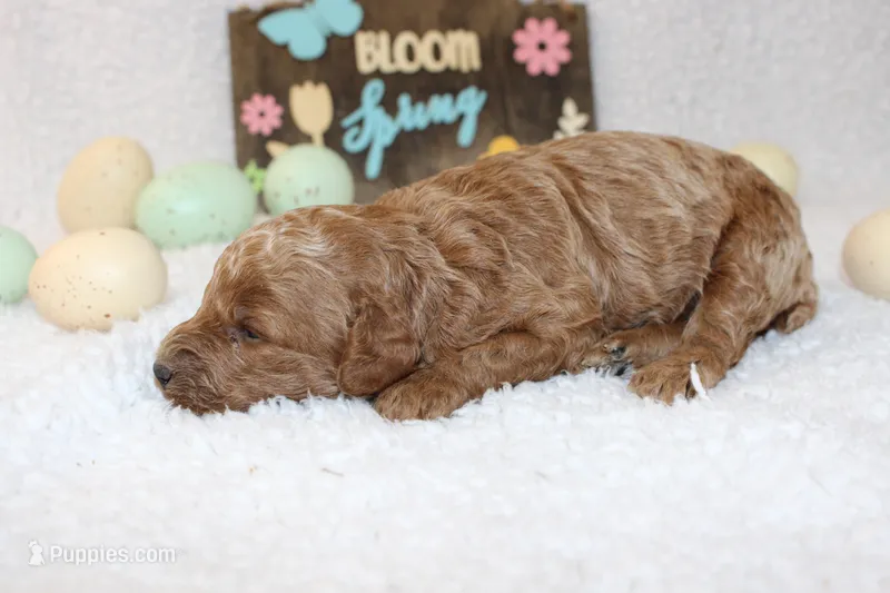 Basil – Poodle - Miniature  puppy for sale in Stokesdale, NC