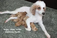 Kylie- AKC Female Mini Poodle- Stokesdale, NC, a female Poodle - Miniature  for sale in Stokesdale, NC – 3 of 3