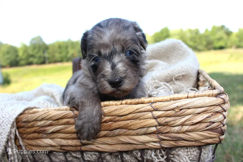 Aspen- CKC- F1 Mini AussieDoodle- Stokesdale, NC – Miniature Aussiedoodle puppy for sale in Stokesdale, NC