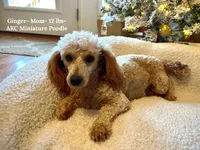 Winnie- AKC Mini Poodle- Girl- NC, a female Poodle - Miniature  for sale in Stokesdale, NC – 2 of 3