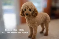 Bandit- F1B Mini AussieDoodle Boy in NC- Black Phantom, a male Miniature Aussiedoodle for sale in Stokesdale, NC – 4 of 4